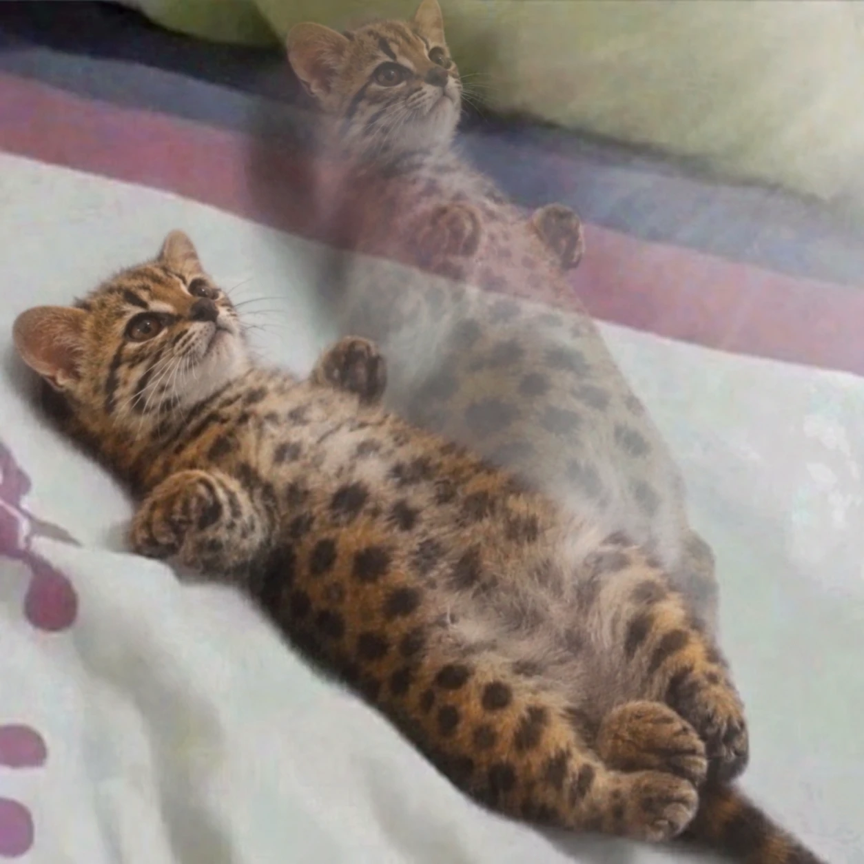 Tilcayo Aura and her aura echo
